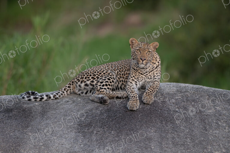 Female leopard, Panthera pardus, resting on a rock.