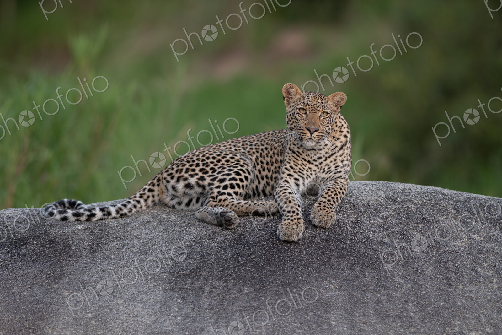 Female leopard, Panthera pardus, resting on a rock.