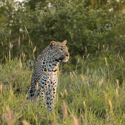 Female leopard, Panthera pardus, sitting in grass during golden hour. Female leopard, Panthera pardus, sitting in grass during golden hour.