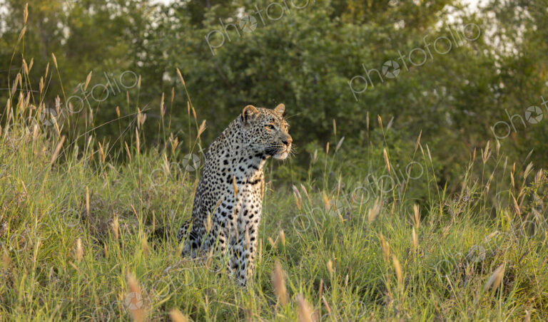 Female leopard, Panthera pardus, sitting in grass during golden hour.