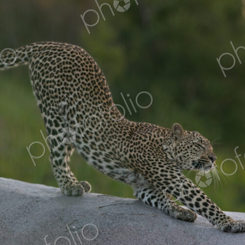 Female leopard, Panthera pardus, stretching. Female leopard, Panthera pardus, stretching.
