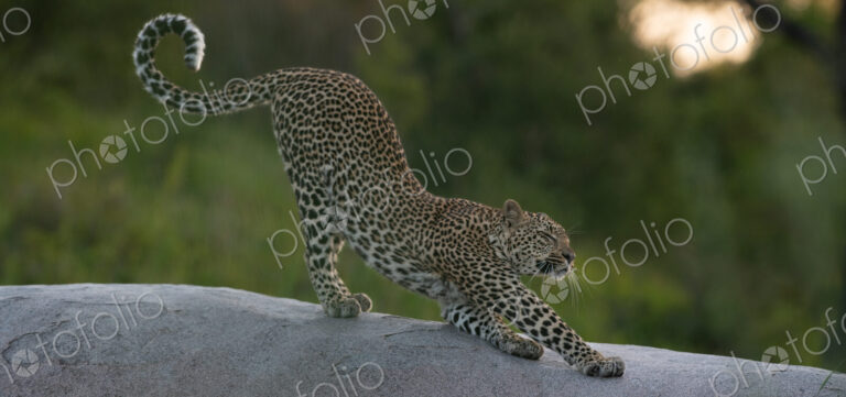 Female leopard, Panthera pardus, stretching.