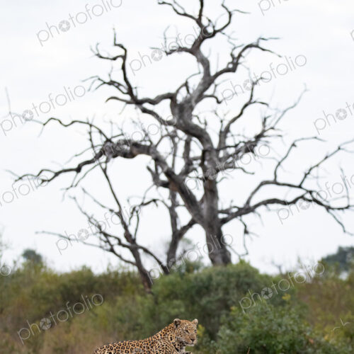 Female leopard lying down, with dead leadwood in background, Panthera pardus. Female leopard lying down, with dead leadwood in background, Panthera pardus.