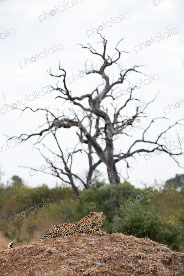 Female leopard lying down, with dead leadwood in background, Panthera pardus.