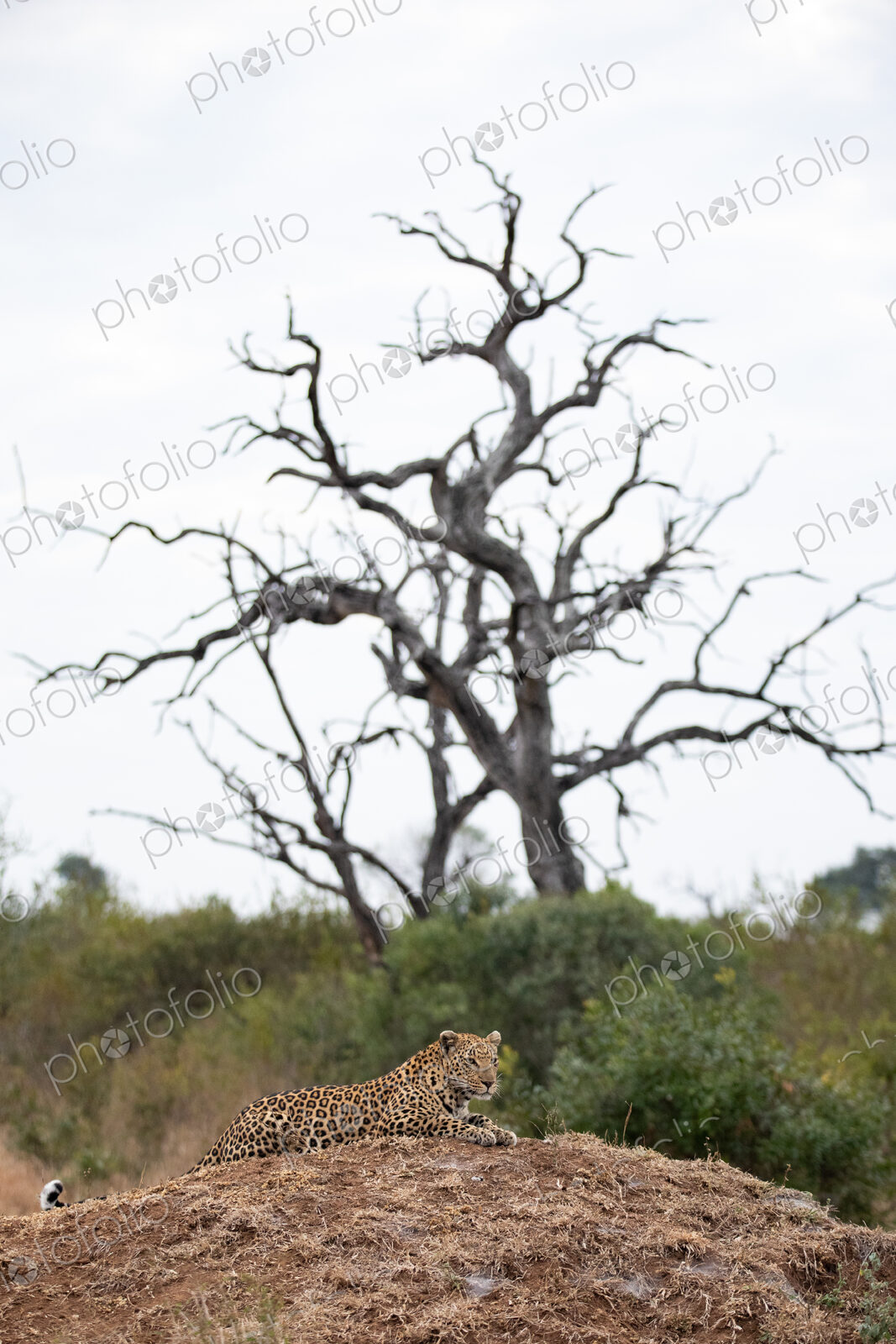 Female leopard lying down, with dead leadwood in background, Panthera pardus.