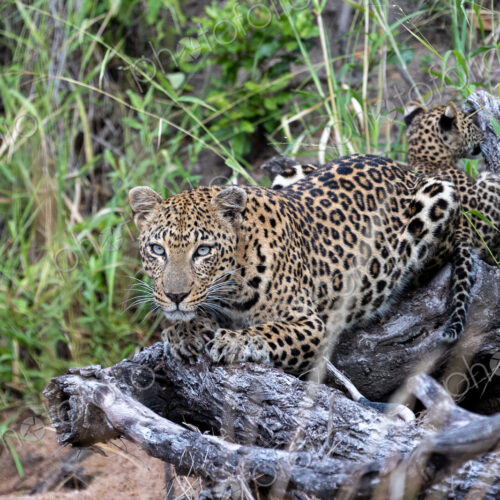 Female leopard lying on log with her cub, Panthera pardus. Female leopard lying on log with her cub, Panthera pardus.