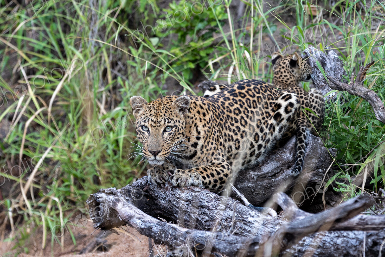 Female leopard lying on log with her cub, Panthera pardus.