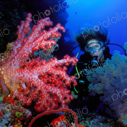 Female scuba diver observes the fragile beauty of a pink colorful soft coral.