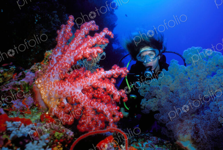 Female scuba diver observes the fragile beauty of a pink colorful soft coral.