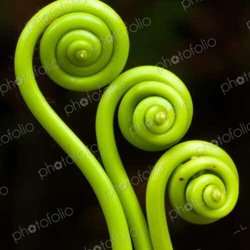 Fiddleheads, Puerto Rico Fiddleheads, Puerto Rico