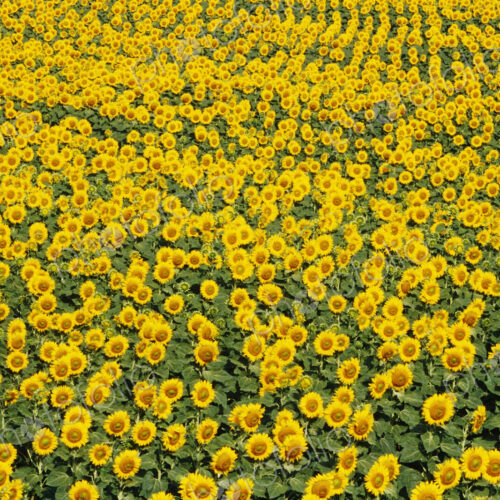 Field of Sunflowers