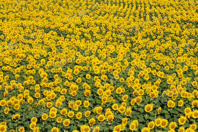 Field of Sunflowers