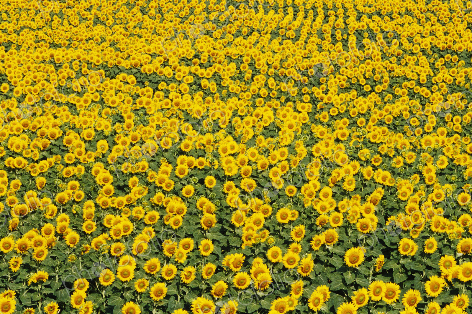 Field of Sunflowers