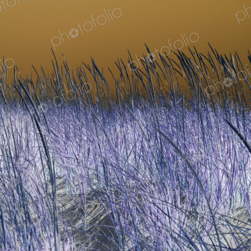 Field of beach grasses, abstract close up of grasses, surface level.