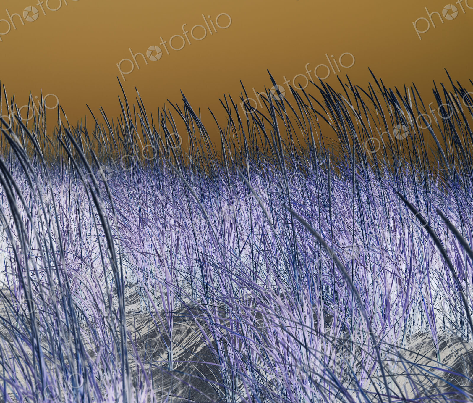 Field of beach grasses, abstract close up of grasses, surface level.