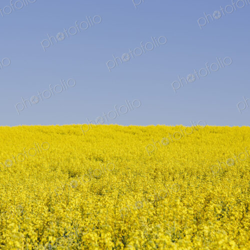 Field of blooming mustard seed plants flowering in Spring, near Pullman in Washington…