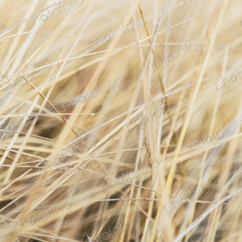Field of coastal sea grasses Field of coastal sea grasses