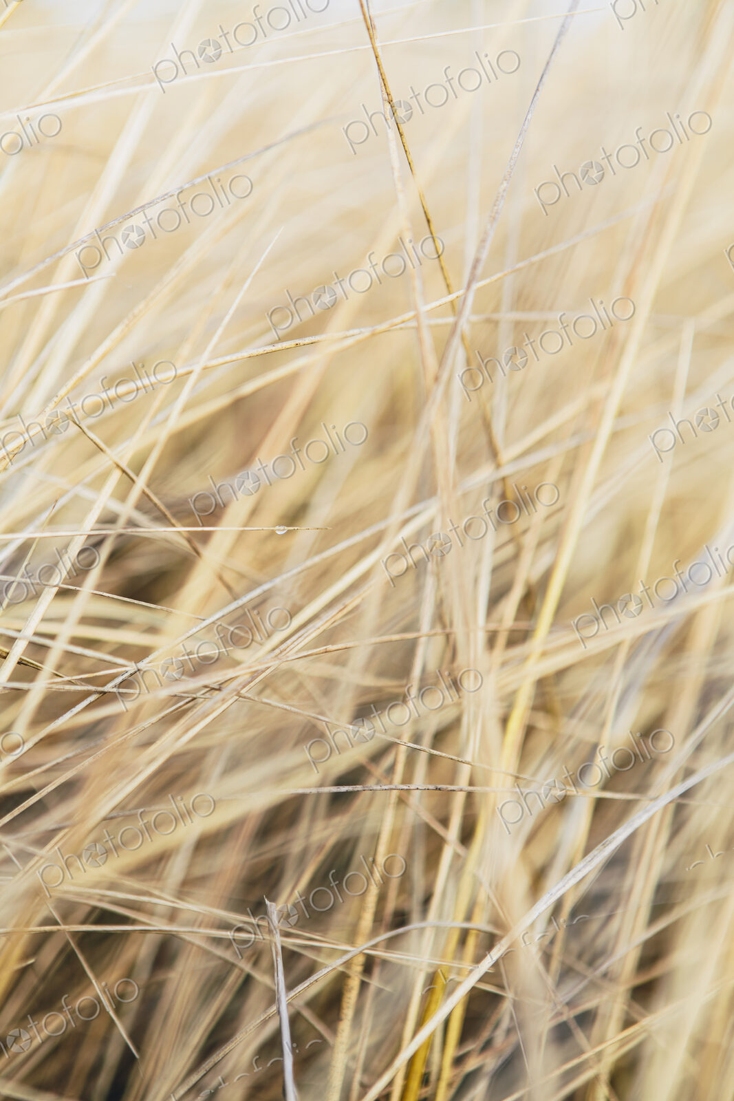 Field of coastal sea grasses