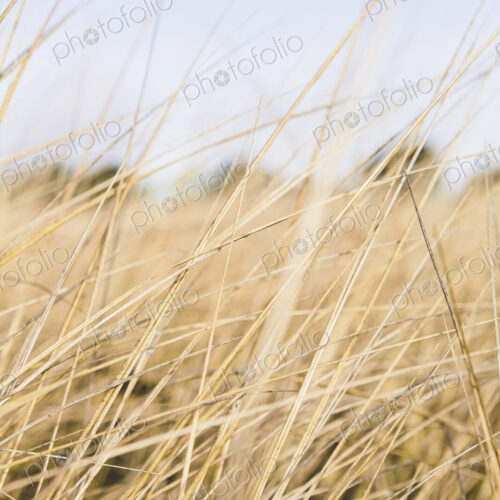 Field of coastal sea grasses Field of coastal sea grasses