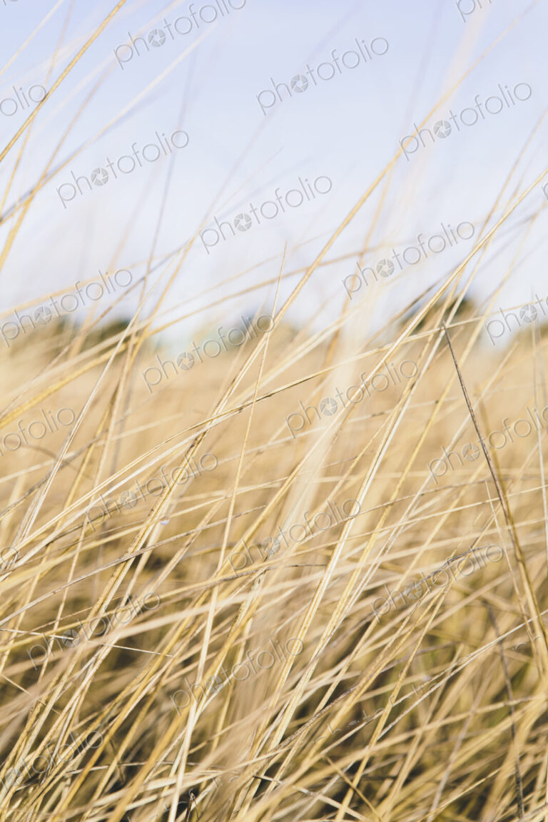 Field of coastal sea grasses