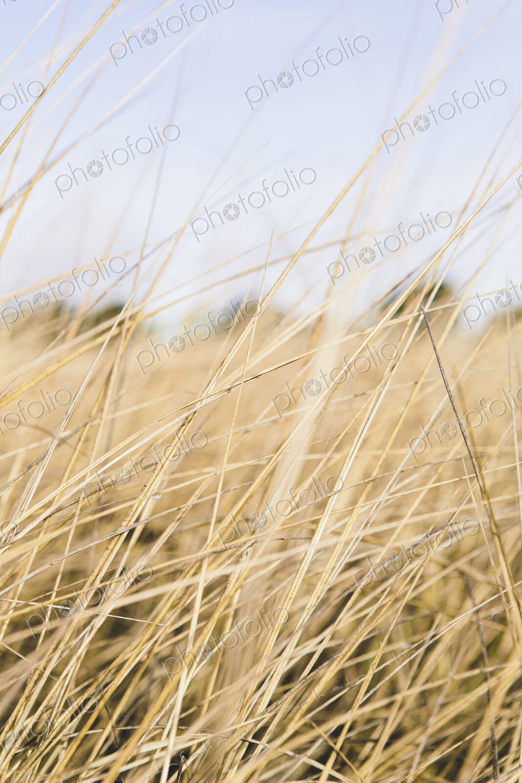 Field of coastal sea grasses