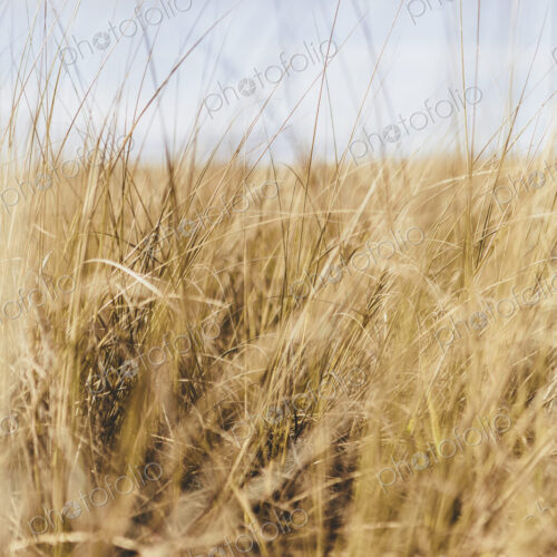 Field of coastal sea grasses Field of coastal sea grasses