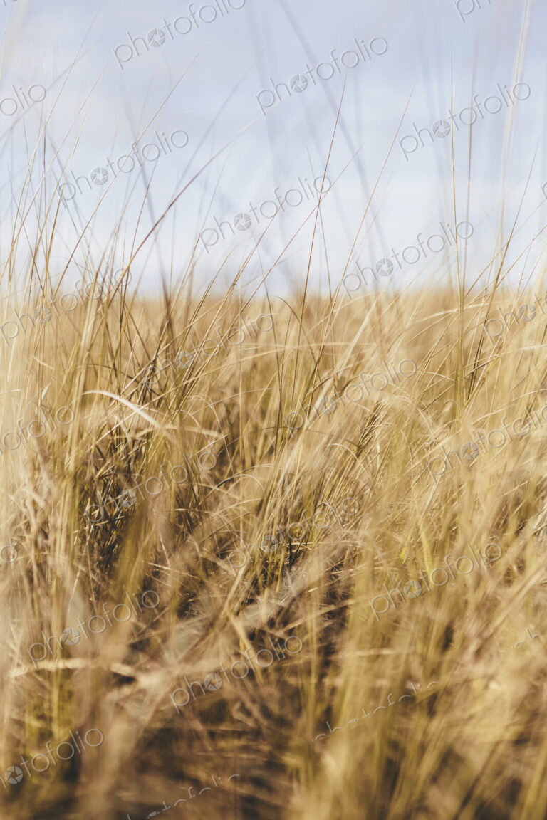 Field of coastal sea grasses
