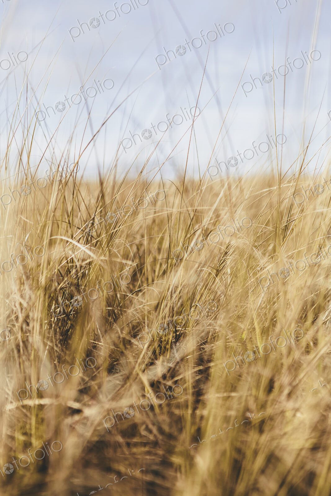 Field of coastal sea grasses