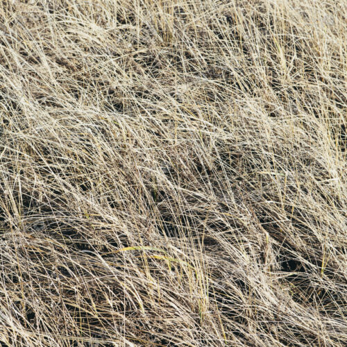 Field of coastal sea grasses Field of coastal sea grasses