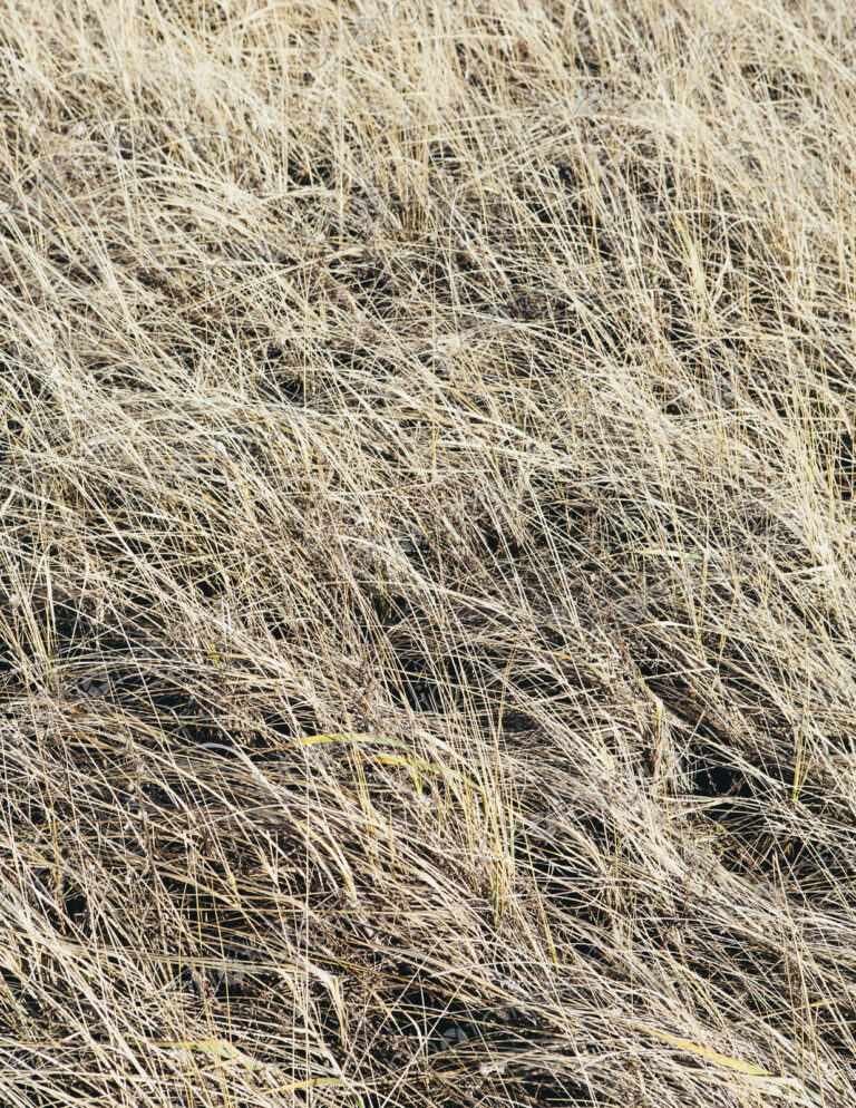 Field of coastal sea grasses