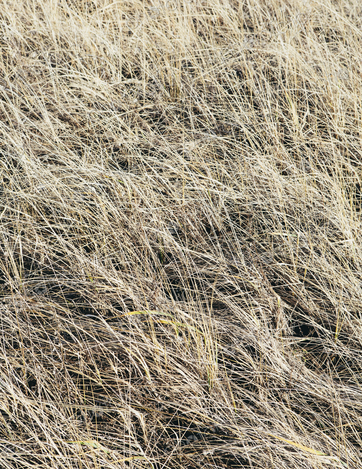 Field of coastal sea grasses