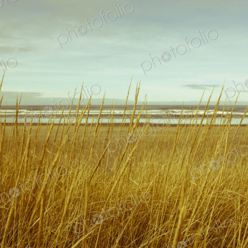 Field of coastal sea grasses, and view out to sea. Field of coastal sea grasses, and view out to sea.