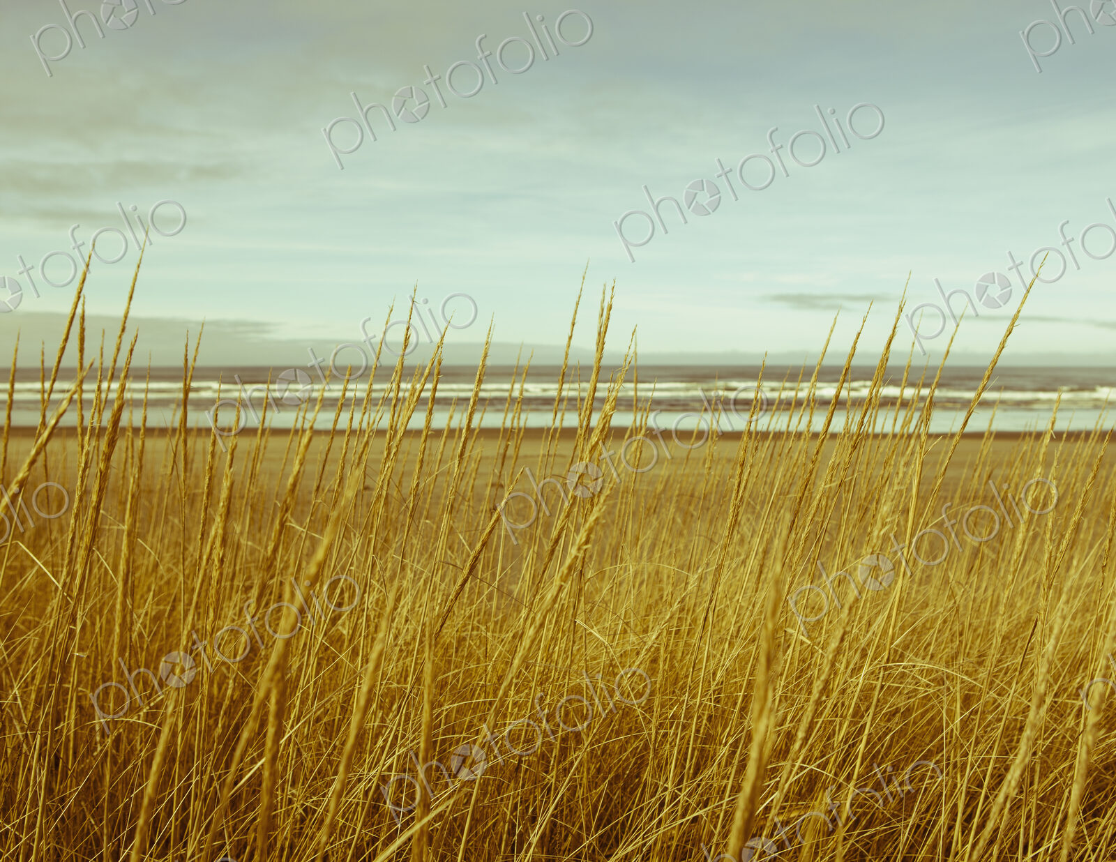 Field of coastal sea grasses, and view out to sea.