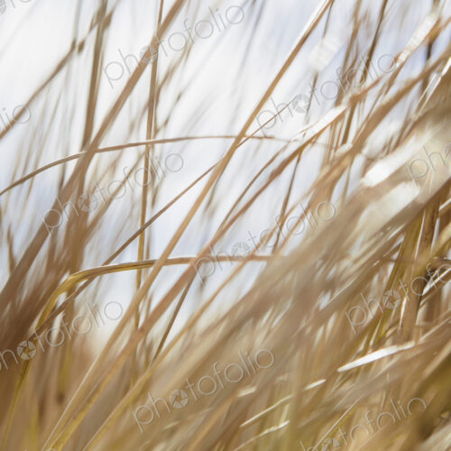 Field of coastal sea grasses, surface view Field of coastal sea grasses, surface view