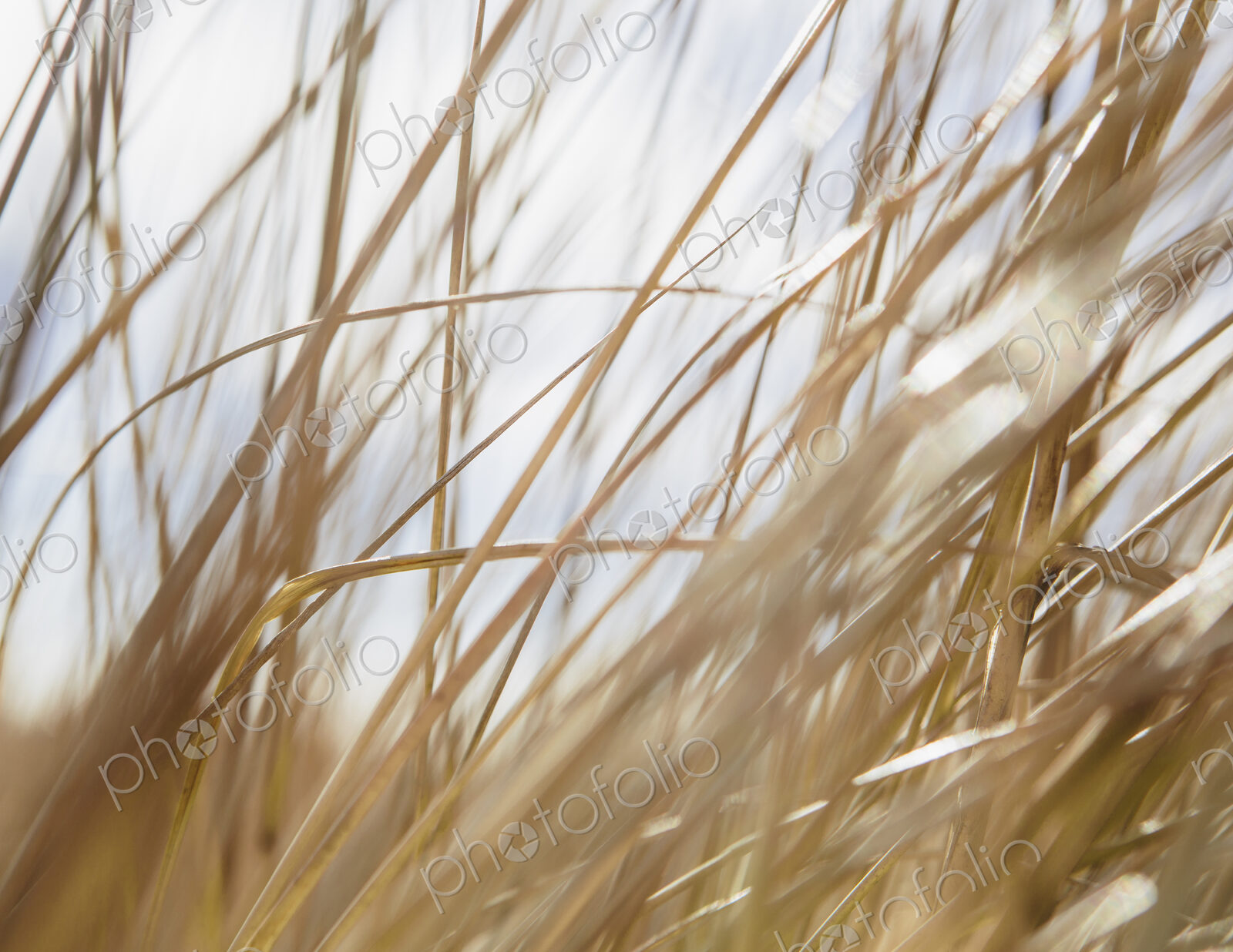 Field of coastal sea grasses, surface view