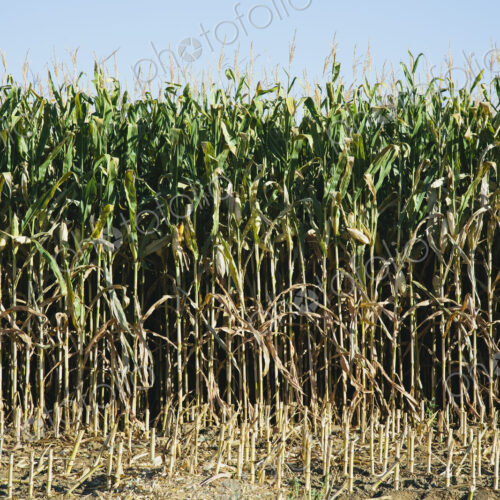 Field of corn Field of corn