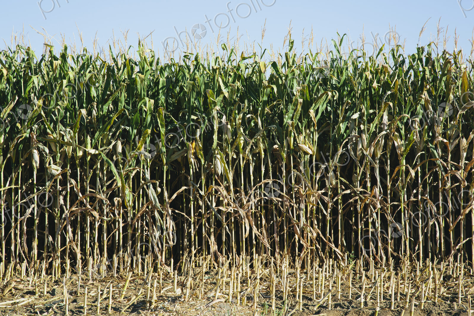Field of corn