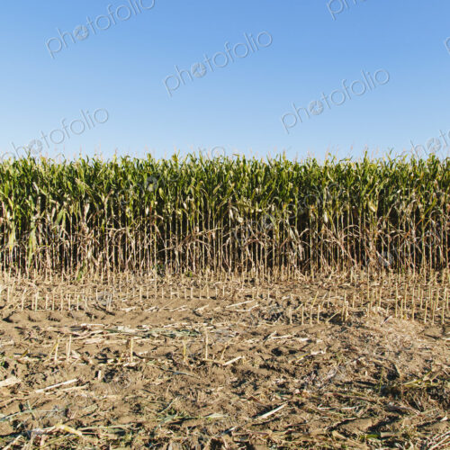 Field of corn Field of corn