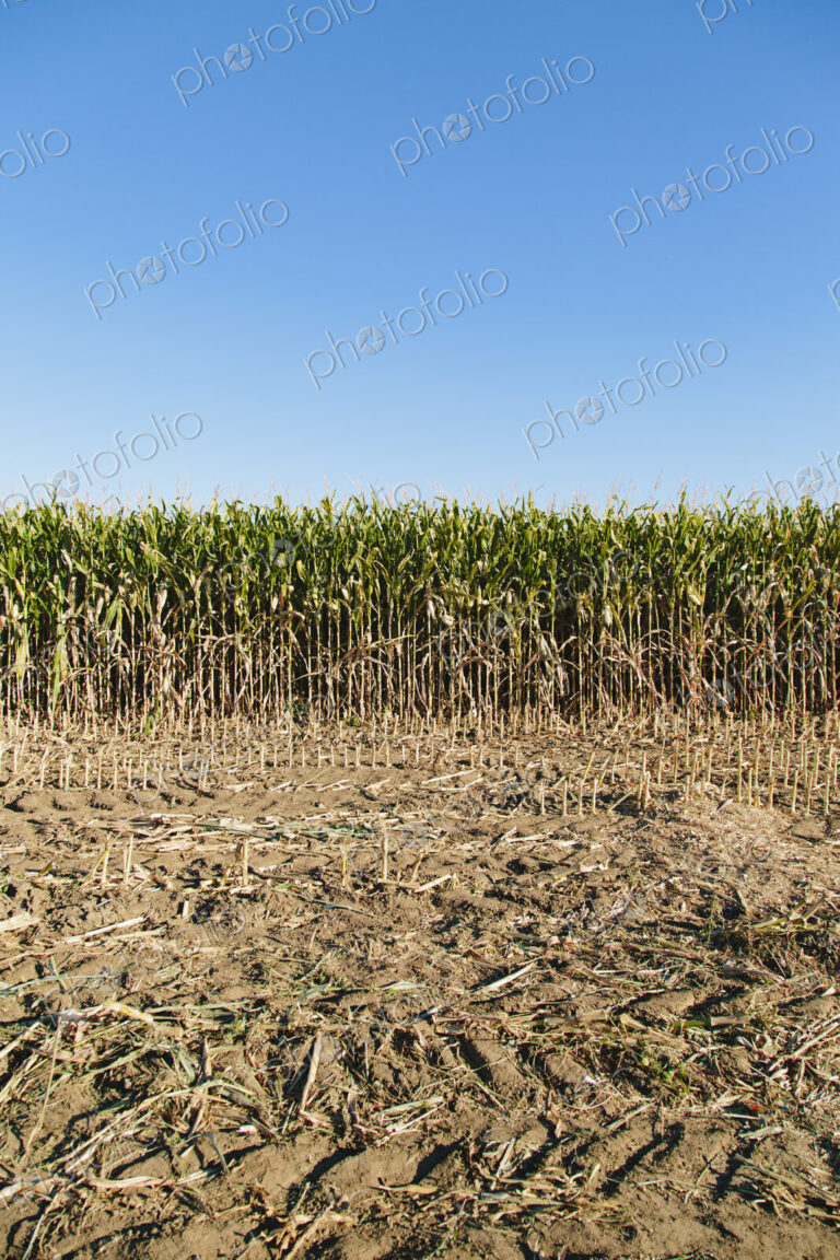 Field of corn