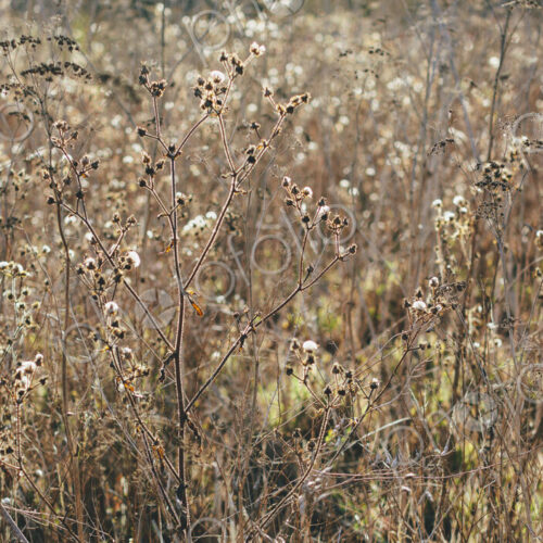 Field of dry grasses and wildflowers Field of dry grasses and wildflowers