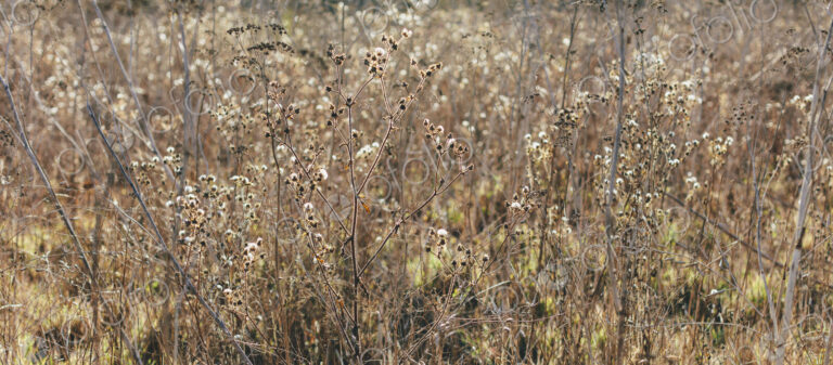 Field of dry grasses and wildflowers