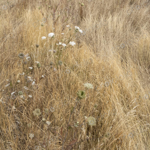 Field of dry meadow grasses and blooming wild carrot, WA, USA