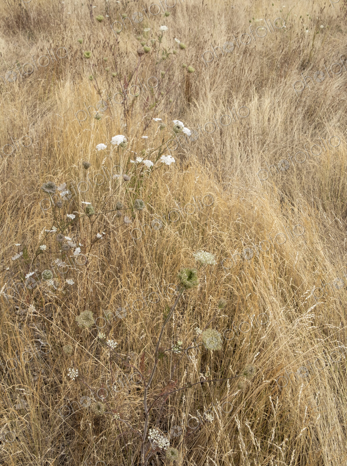 Field of dry meadow grasses and blooming wild carrot, WA, USA
