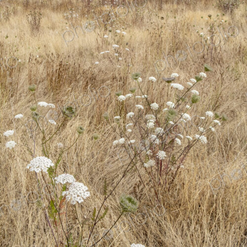 Field of dry meadow grasses and blooming wild carrot, WA, USA