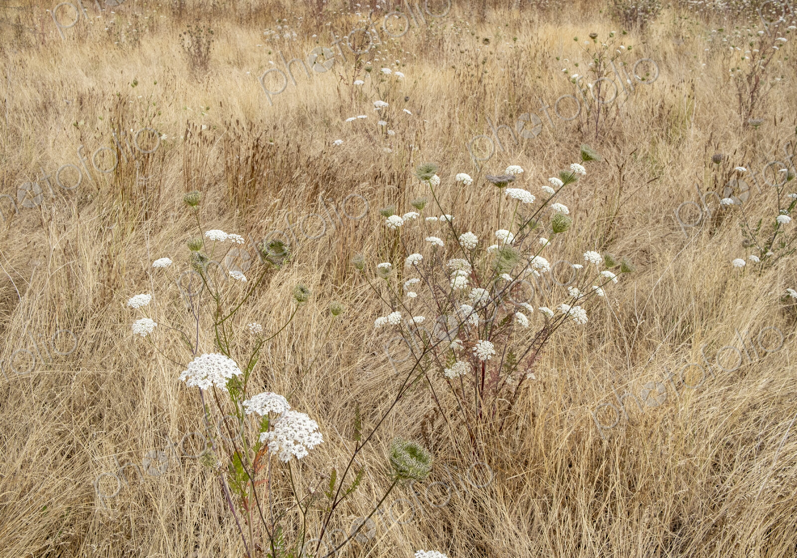 Field of dry meadow grasses and blooming wild carrot, WA, USA