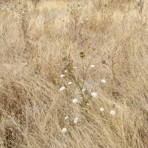 Field of dry meadow grasses and blooming wild carrot, WA, USA