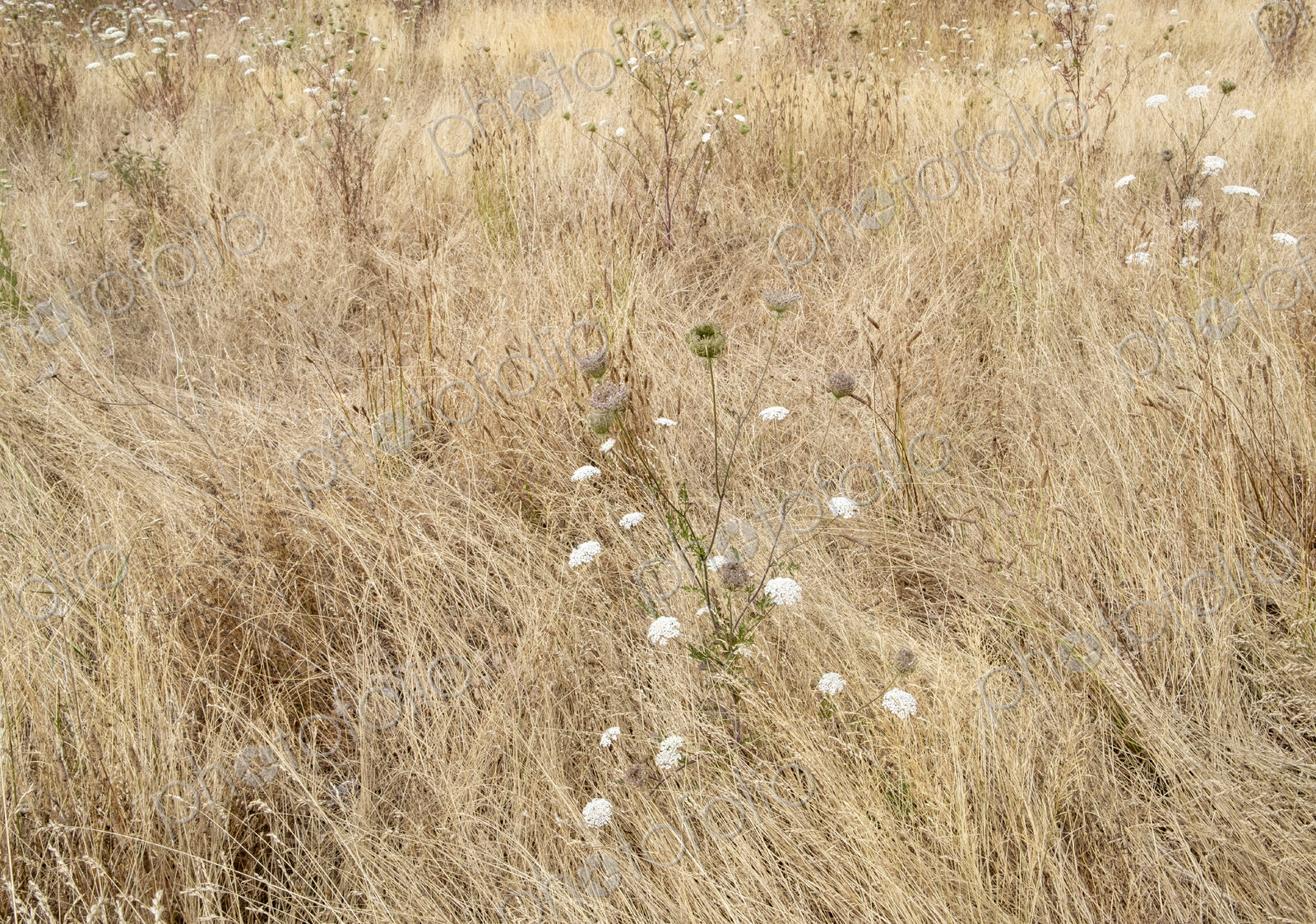 Field of dry meadow grasses and blooming wild carrot, WA, USA