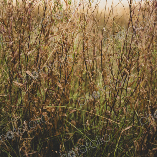 Field of dry windswept meadow grasses and wildflowers Field of dry windswept meadow grasses and wildflowers