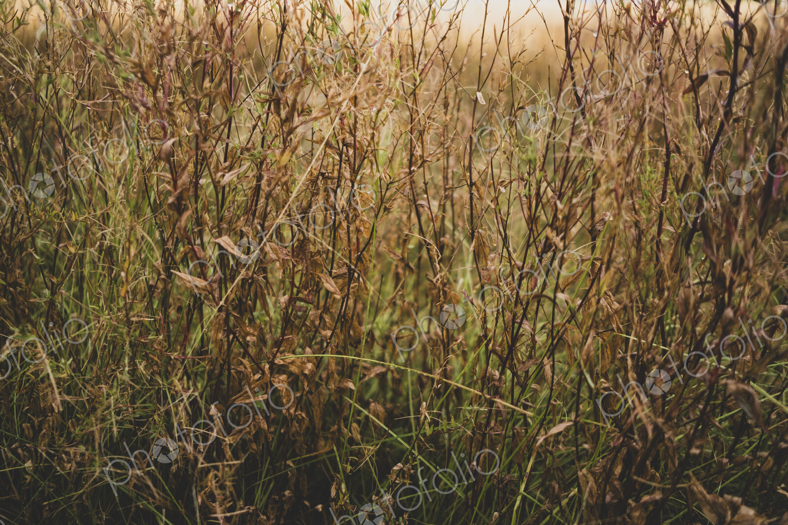 Field of dry windswept meadow grasses and wildflowers