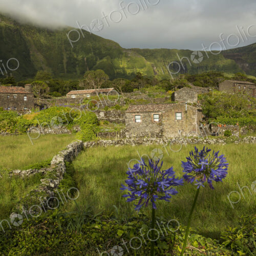 Field of flowers outside rural village